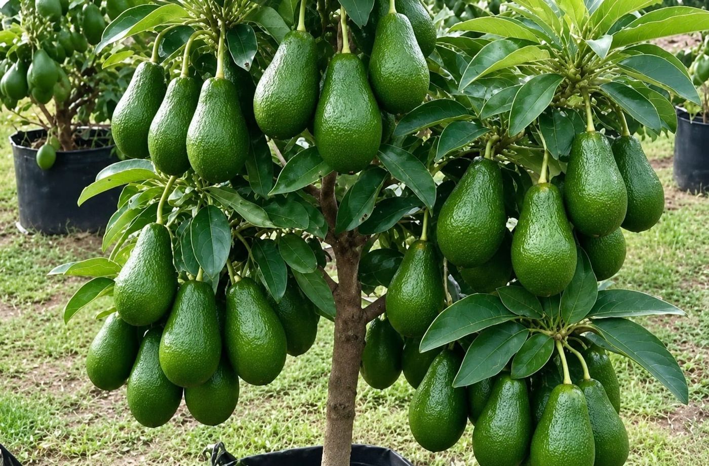 Avocado seedling with fruit
