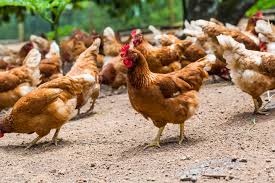 Broiler chickens