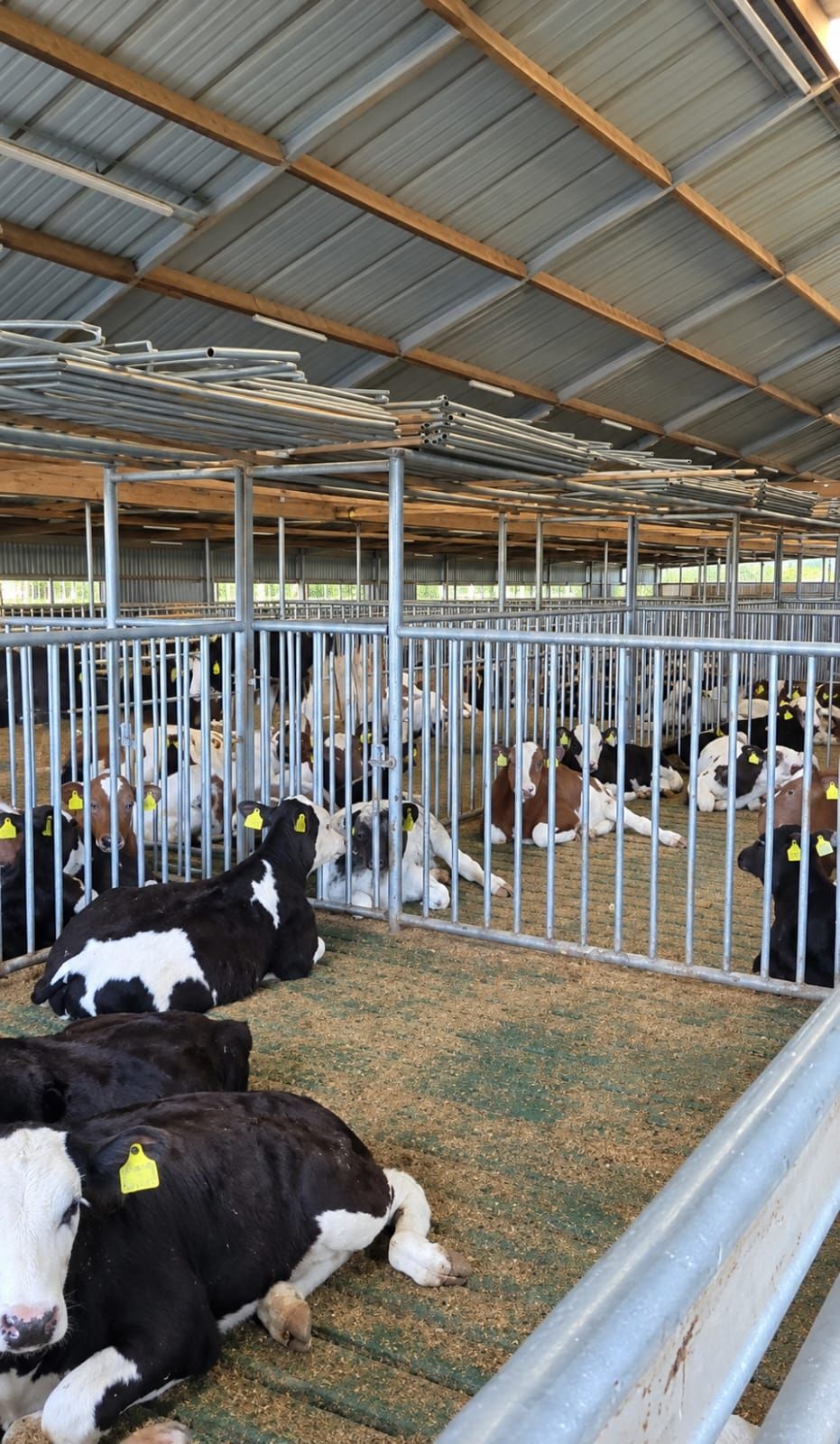 Healthy calves resting at Nai'Posha