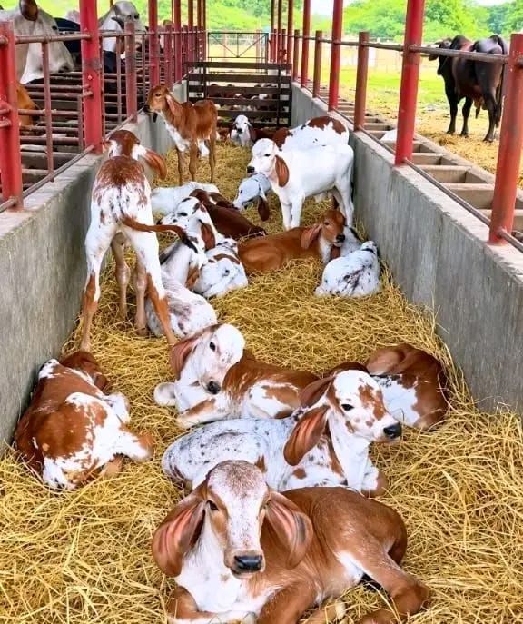 Group of young calves resting