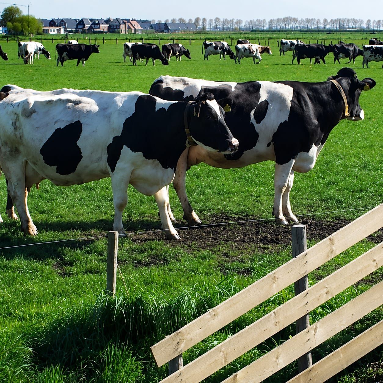 Dairy cattle at the fence line
