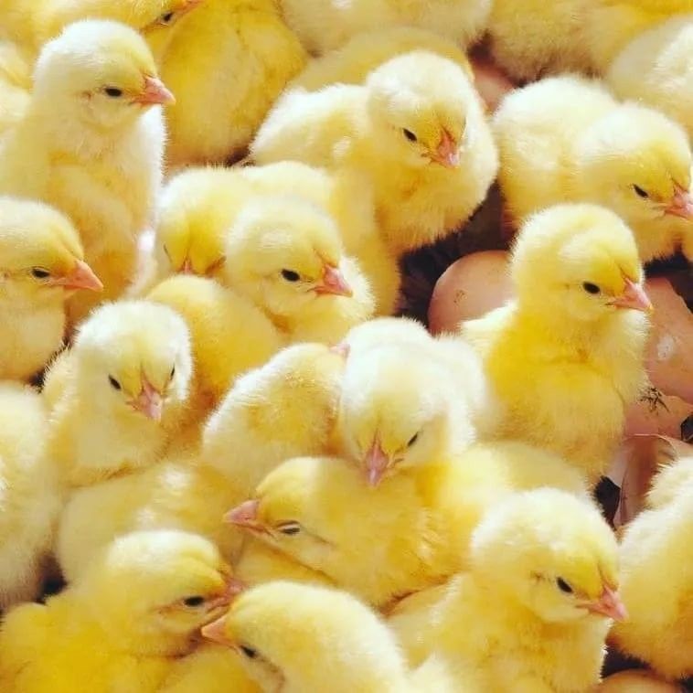 Day-old chicks