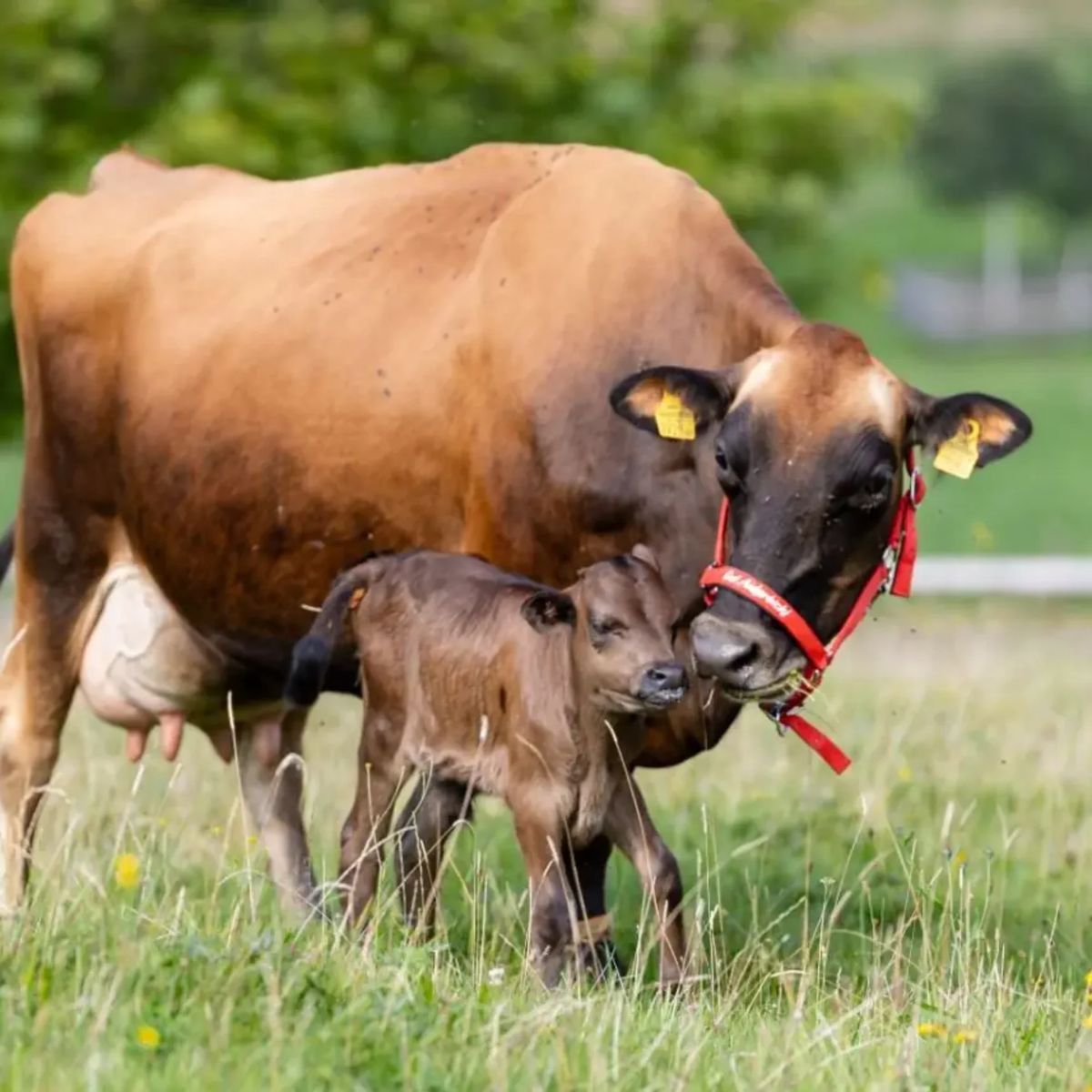 Ayrshire dairy cow