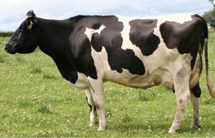 Friesian dairy cow