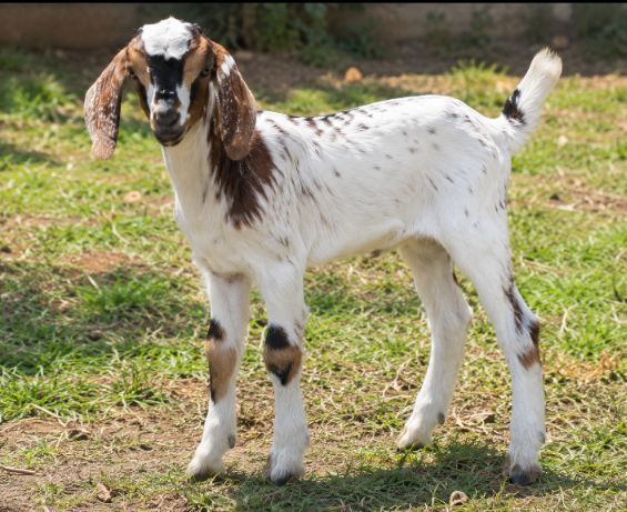 Young goat kid