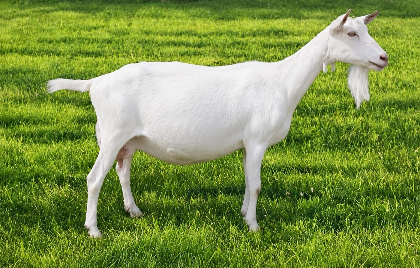 Dairy goat