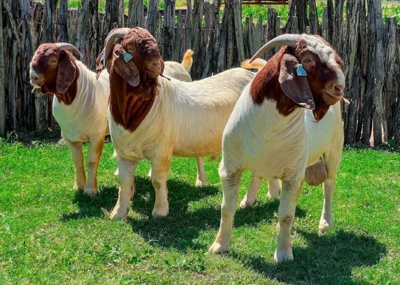Boer goats