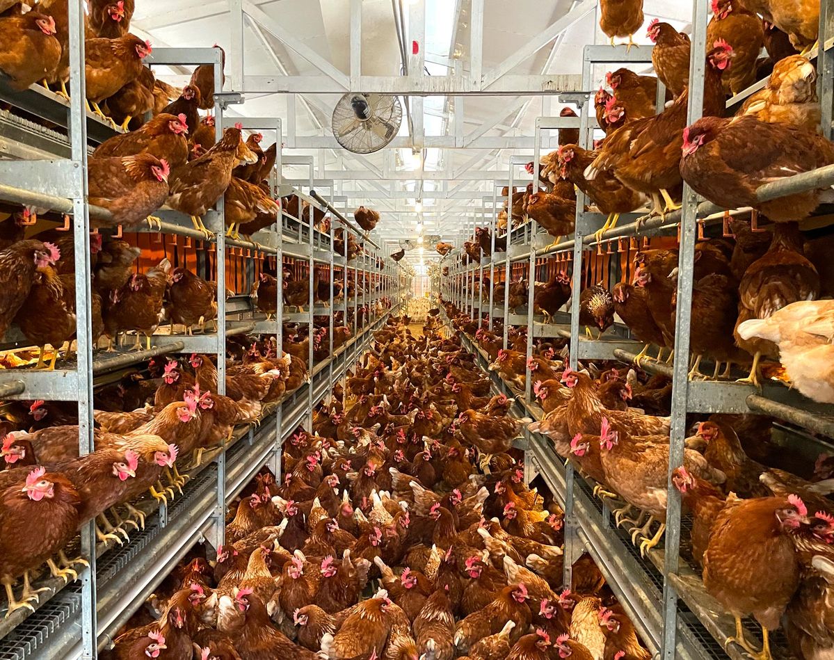 Free-range hens on the farm
