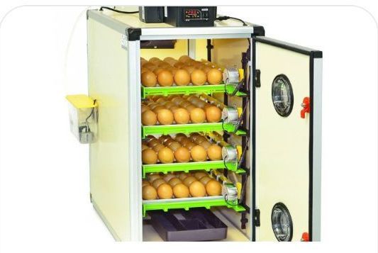 Digital egg incubator