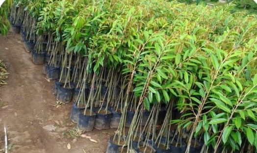Mango seedlings in nursery bags