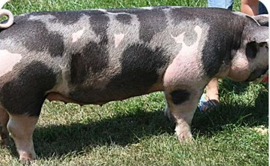 Spotted pig on the farm