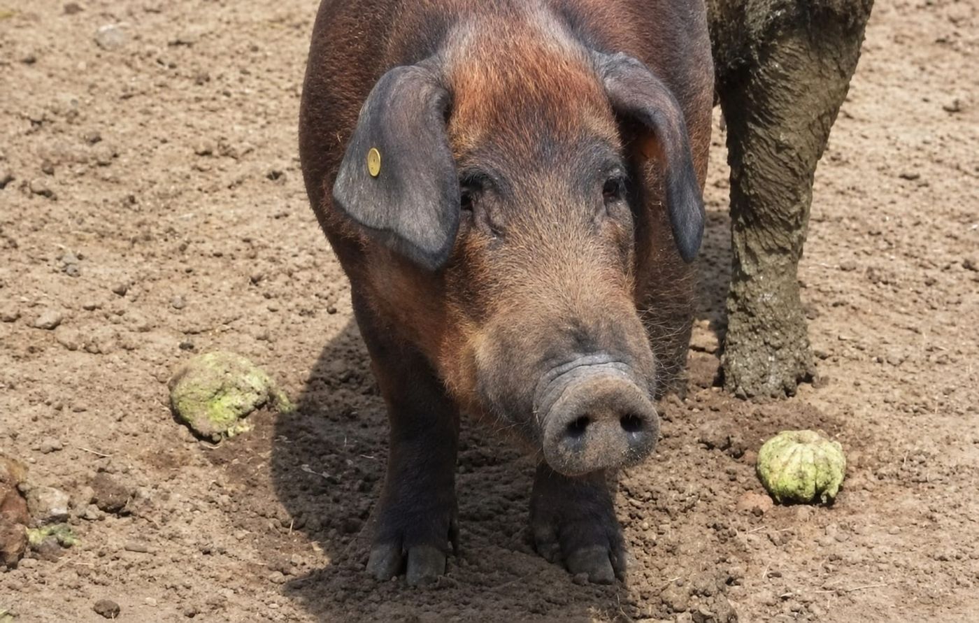 Farm pig