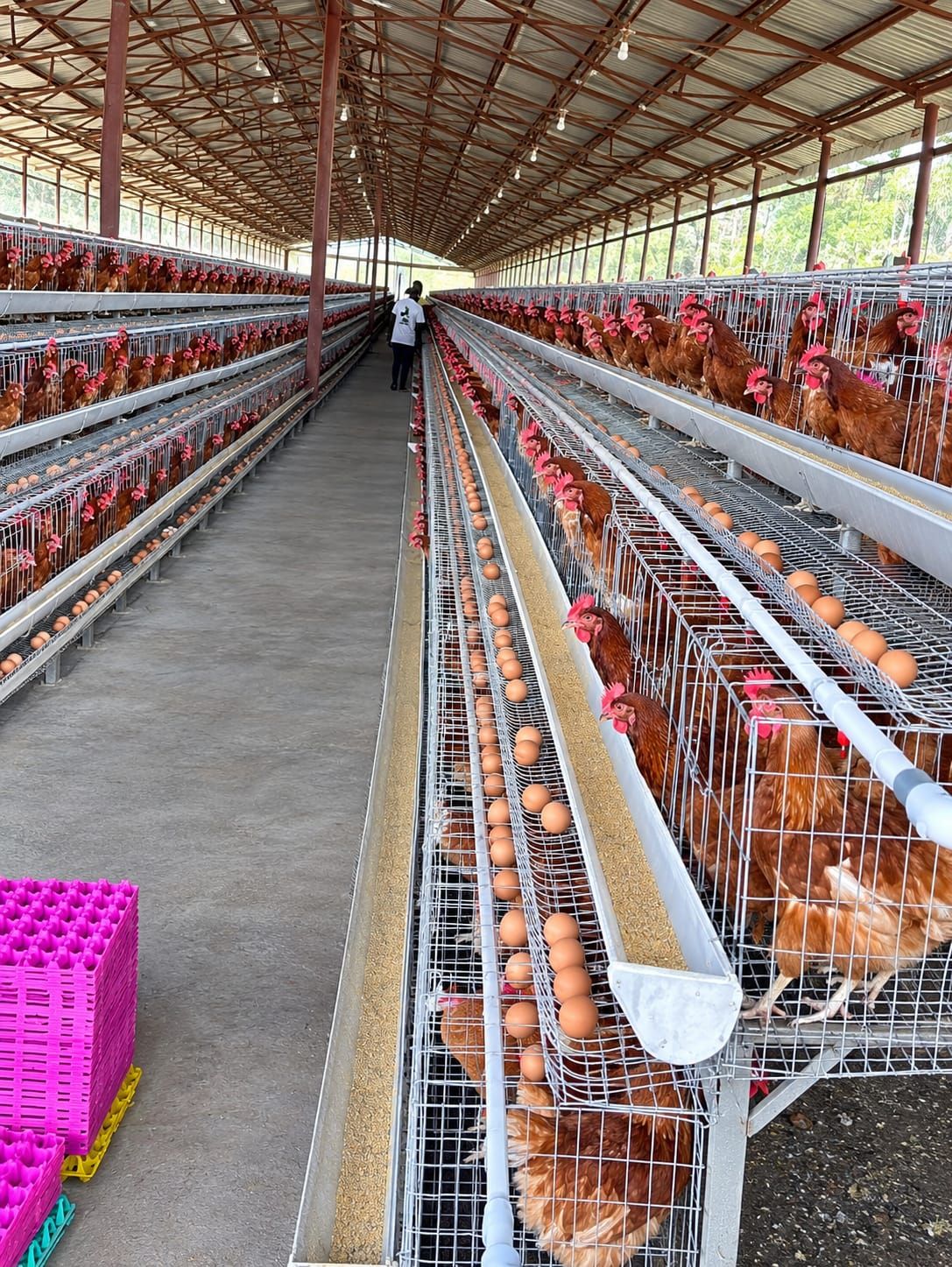 Modern layer poultry house at Nai'Posha