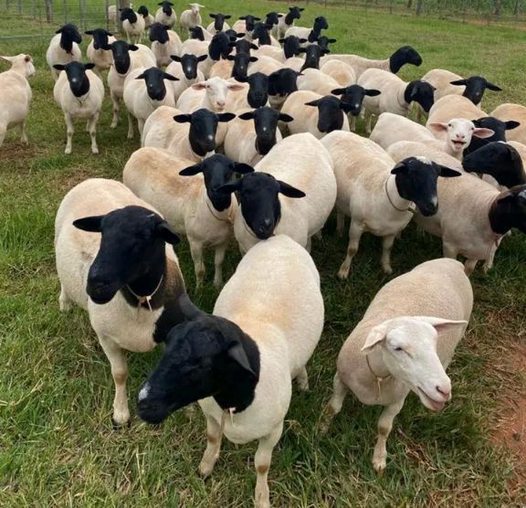 Flock of Dorper sheep