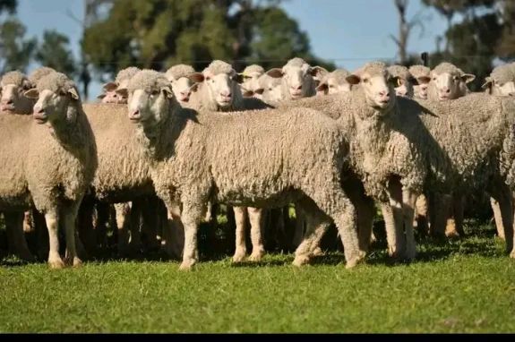 Sheep flock