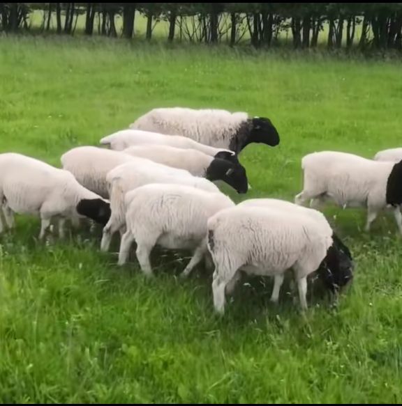 Sheep grazing on pasture