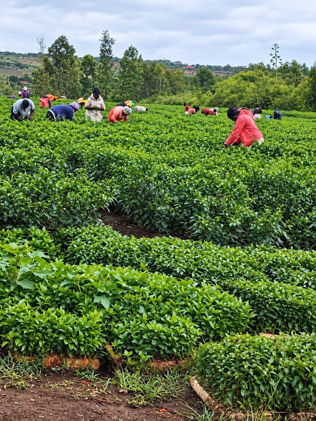 Farm workers tending crops at Nai'Posha